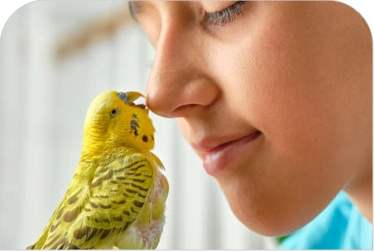 Papagaio pode comer ração de cachorro?